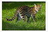 Ocelot by Anonymous