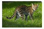 Ocelot by Anonymous