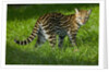 Ocelot by Anonymous