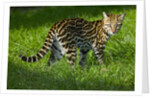 Ocelot by Anonymous