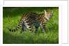 Ocelot by Anonymous
