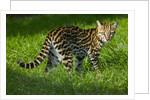 Ocelot by Anonymous