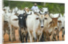 Herd of Cattle by Anonymous