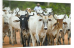 Herd of Cattle by Anonymous