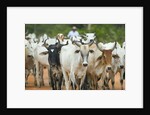 Herd of Cattle by Anonymous