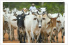 Herd of Cattle by Anonymous