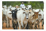 Herd of Cattle by Anonymous