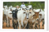 Herd of Cattle by Anonymous