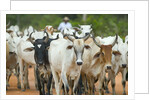 Herd of Cattle by Anonymous