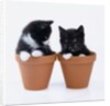 Two Kittens in Flower Pots by Anonymous