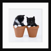 Two Kittens in Flower Pots by Anonymous
