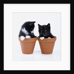 Two Kittens in Flower Pots by Anonymous