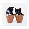 Two Kittens in Flower Pots by Anonymous