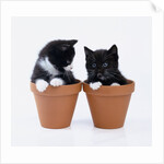 Two Kittens in Flower Pots by Anonymous