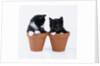 Two Kittens in Flower Pots by Anonymous