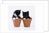 Two Kittens in Flower Pots by Anonymous