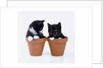 Two Kittens in Flower Pots by Anonymous