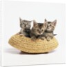 Kittens in Straw Hat by Anonymous