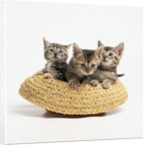Kittens in Straw Hat by Anonymous