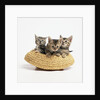 Kittens in Straw Hat by Anonymous