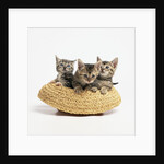 Kittens in Straw Hat by Anonymous