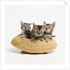 Kittens in Straw Hat by Anonymous