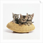 Kittens in Straw Hat by Anonymous