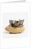 Kittens in Straw Hat by Anonymous