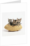 Kittens in Straw Hat by Anonymous