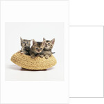 Kittens in Straw Hat by Anonymous