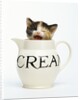 Kitten in a Creamer by Anonymous
