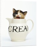 Kitten in a Creamer by Anonymous