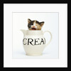 Kitten in a Creamer by Anonymous