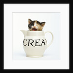 Kitten in a Creamer by Anonymous
