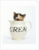 Kitten in a Creamer by Anonymous
