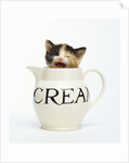 Kitten in a Creamer by Anonymous