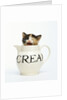 Kitten in a Creamer by Anonymous