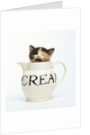Kitten in a Creamer by Anonymous