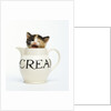 Kitten in a Creamer by Anonymous