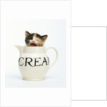 Kitten in a Creamer by Anonymous