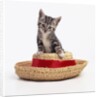 Kitten on Straw Hat by Anonymous
