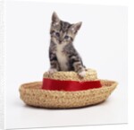 Kitten on Straw Hat by Anonymous