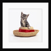 Kitten on Straw Hat by Anonymous