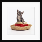 Kitten on Straw Hat by Anonymous