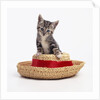 Kitten on Straw Hat by Anonymous