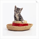 Kitten on Straw Hat by Anonymous