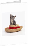 Kitten on Straw Hat by Anonymous