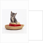 Kitten on Straw Hat by Anonymous
