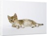 Relaxed Kitten by Anonymous