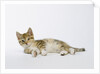 Relaxed Kitten by Anonymous